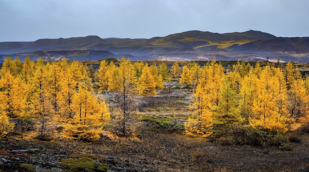 Iceland isn't the country with the most trees, but there are some exceptions such as in Myvatn. This picture was taken from the road, just next to the Myvatn Nature Baths in October ... #golden