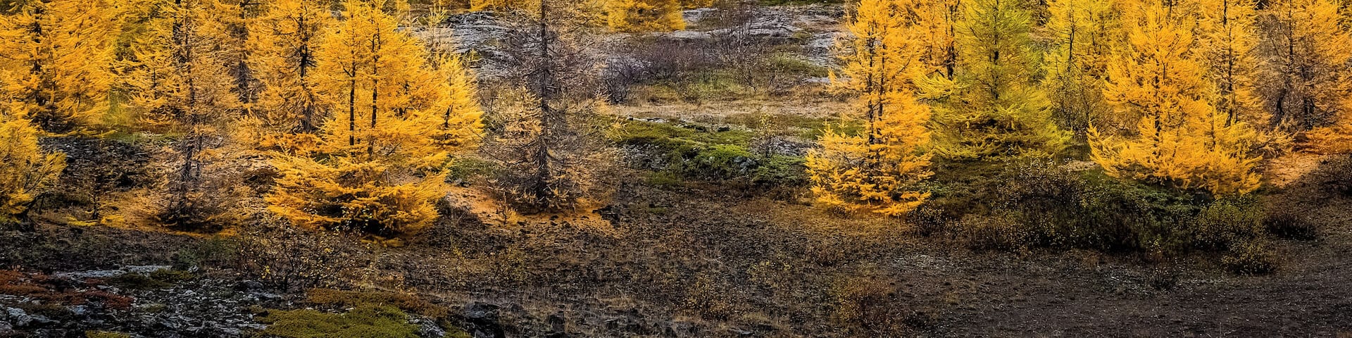 Iceland isn't the country with the most trees, but there are some exceptions such as in Myvatn. This picture was taken from the road, just next to the Myvatn Nature Baths in October ... #golden