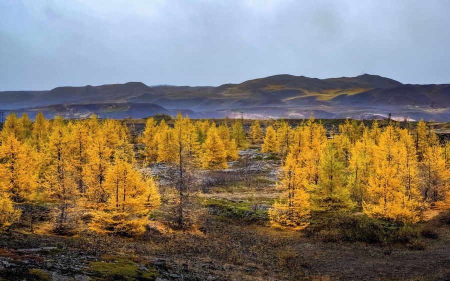 Iceland isn't the country with the most trees, but there are some exceptions such as in Myvatn. This picture was taken from the road, just next to the Myvatn Nature Baths in October ... #golden