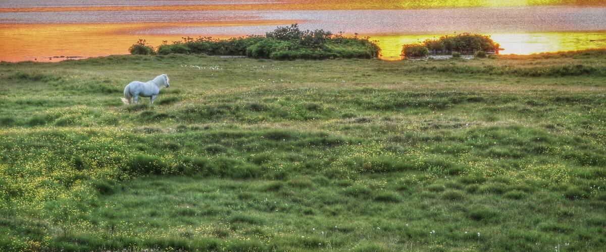 Fabulous lake in Northern Iceland. Great for bird spotting. We were returning from a late night whale watching trip in Husavik and spotted this somewhat magical scene. It looks horribly processed. It actually isn't, the colours were amazing