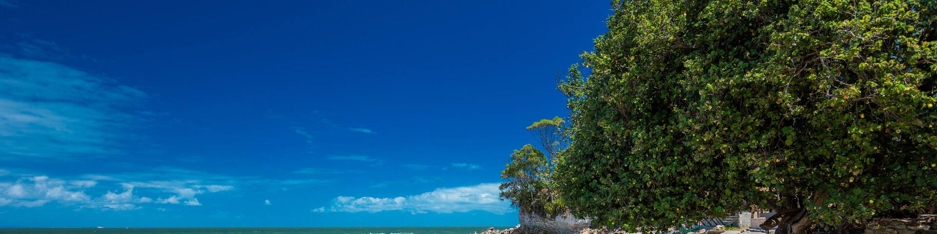 Palm trees on the south end of Suttons Beach, Redcliffe, Brisbane, Australia