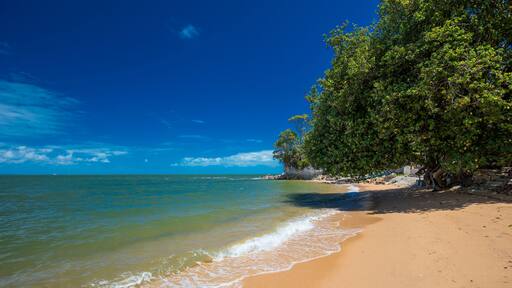Palm trees on the south end of Suttons Beach, Redcliffe, Brisbane, Australia