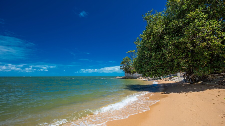 Palm trees on the south end of Suttons Beach, Redcliffe, Brisbane, Australia