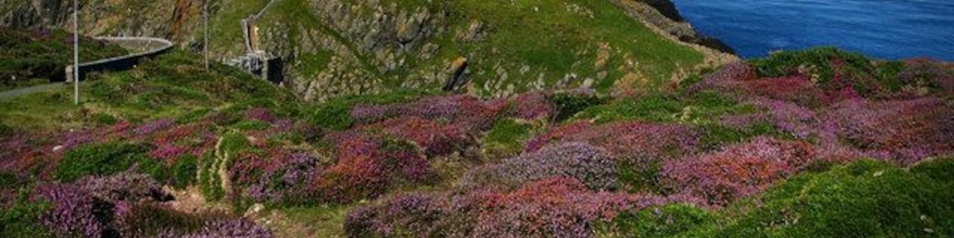 A lighthouse on a grassy hill with purple heather, overlooking the ocean.