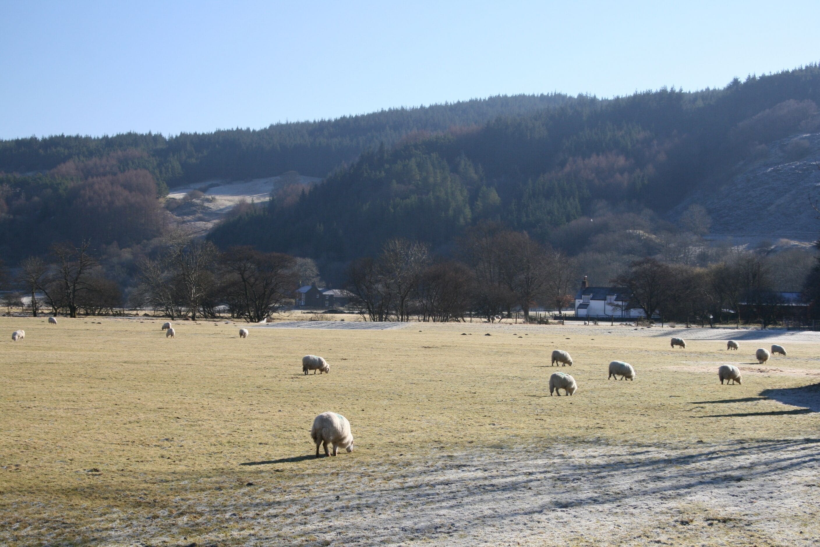Grazing sheep Sheep grazing on a frosty morning in Dolwyddelan.