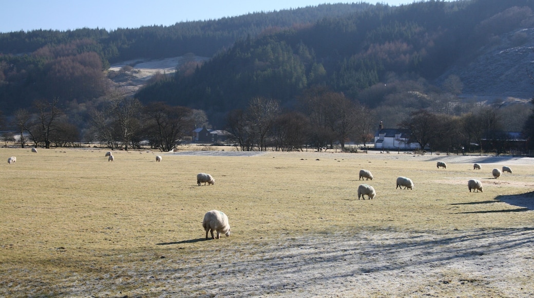 Grazing sheep Sheep grazing on a frosty morning in Dolwyddelan.