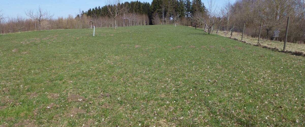 A grassy field with trees in the background and a fence on the right.