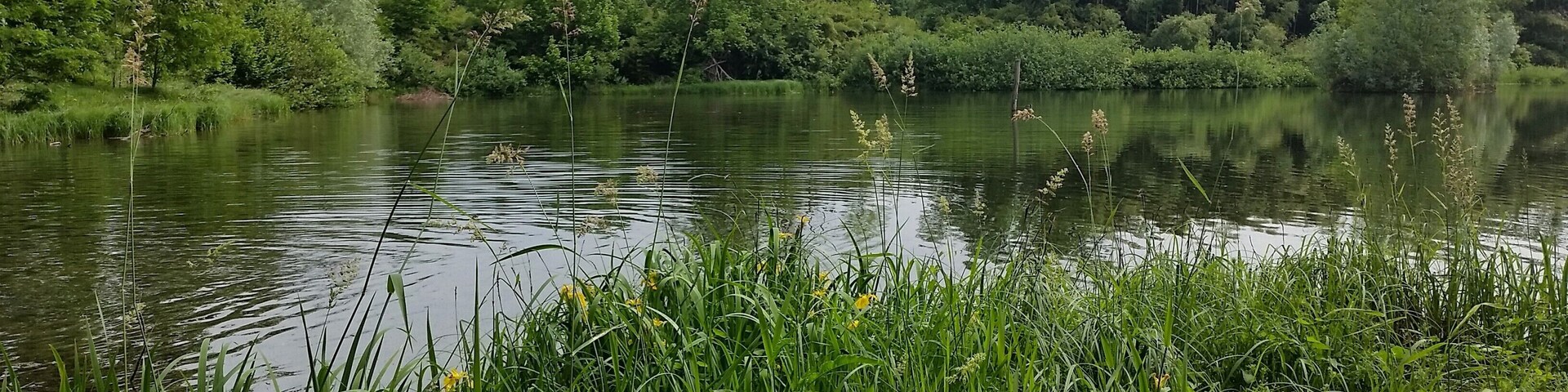 A calm lake surrounded by lush greenery and wildflowers.
