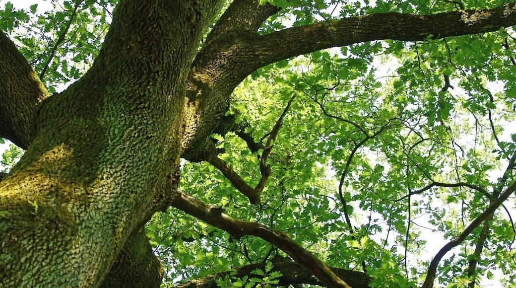 The authorisation for taking photos of this object was provided by the World Wide Fund for Nature Italy.