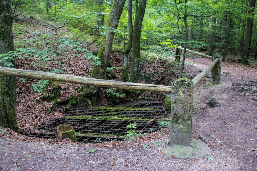 Un área boscosa con un puente de madera sobre una rejilla metálica, rodeada de árboles y un sendero de tierra.