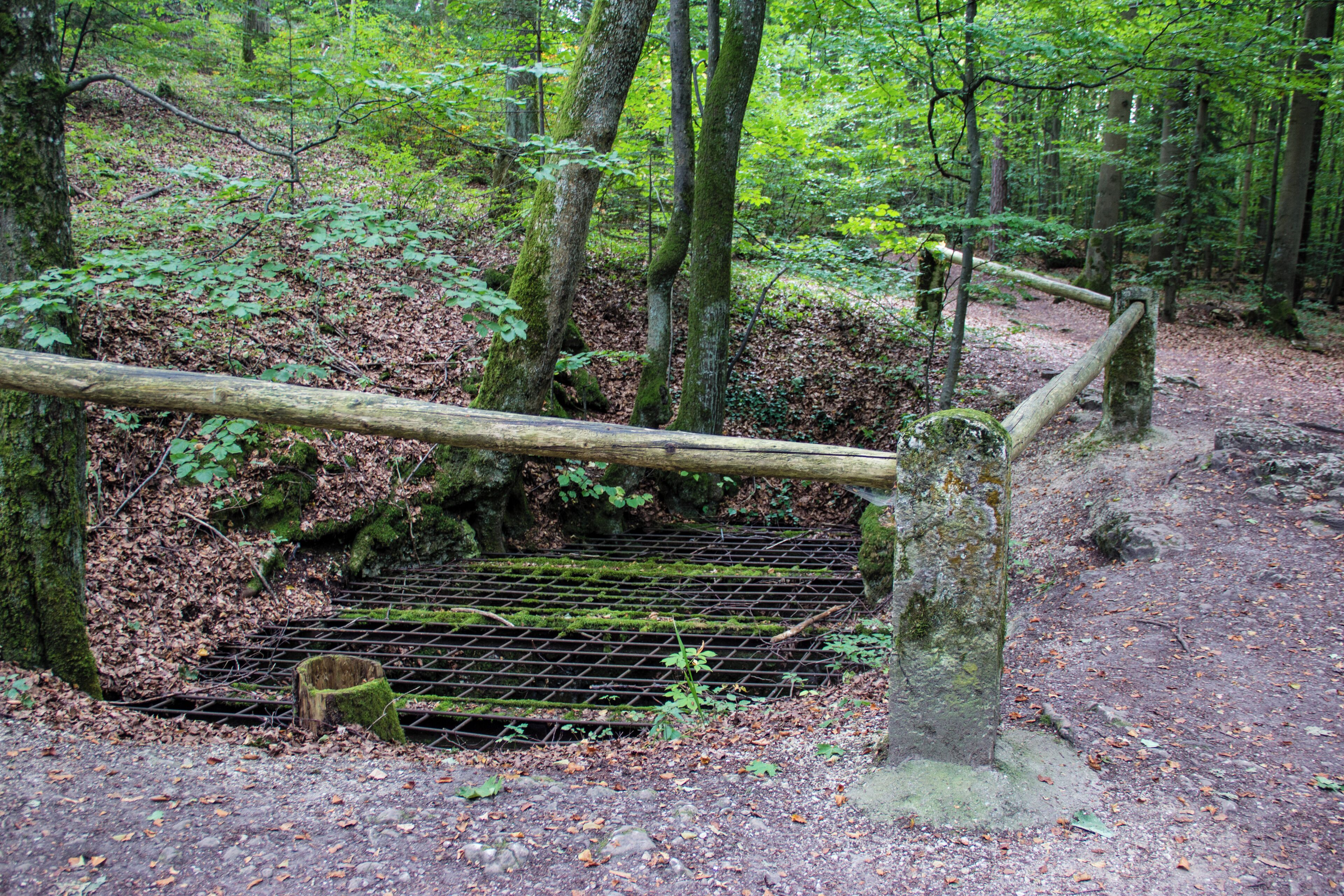 A forested area with a wooden bridge over a metal grate, surrounded by trees and a dirt path.