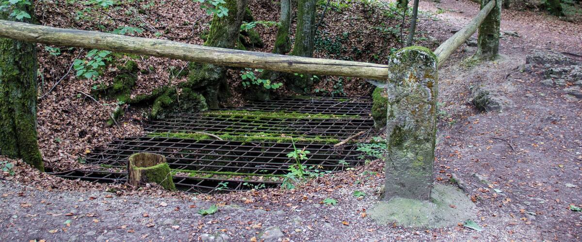 A forested area with a wooden bridge over a metal grate, surrounded by trees and a dirt path.