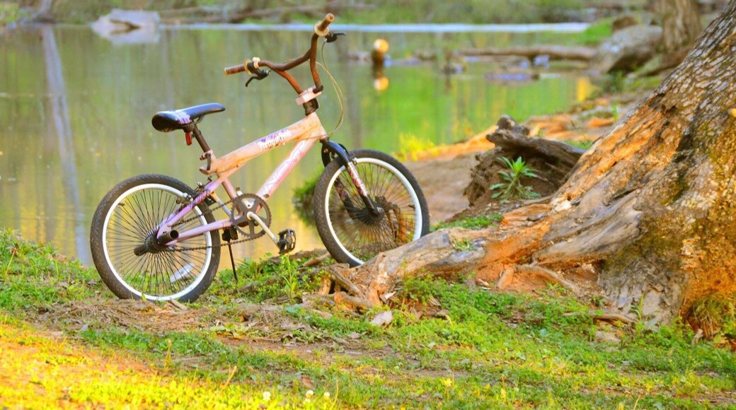 Tannehill Ironworks Historical State Park has more than 1,500 acres in three counties set aside for hiking, camping and outdoor recreation. A miniature railroad chugs through the pines. From spring through fall, the blacksmith, miller and craftsmen demonstrate their trades.