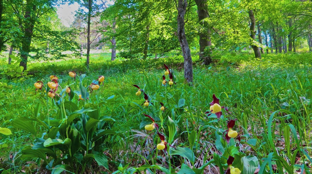 Retzbach, Waldlichtung, Cypripedium calceolus