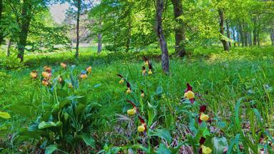 Retzbach, Waldlichtung, Cypripedium calceolus