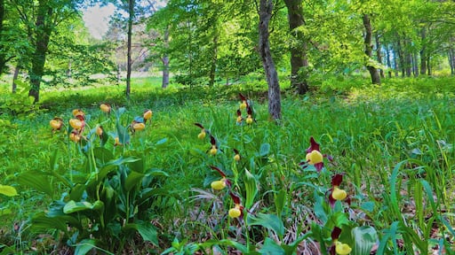 Retzbach, Waldlichtung, Cypripedium calceolus