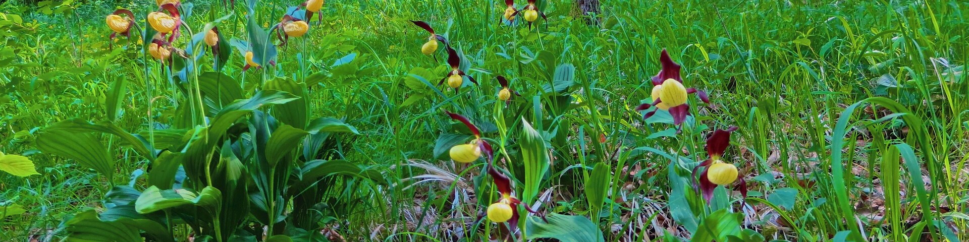Retzbach, Waldlichtung, Cypripedium calceolus