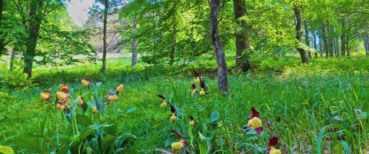 A forest with green grass and yellow flowers.