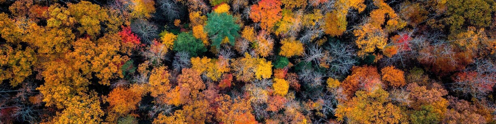 This was taken by first hiking partly to Gray's Arch. There is an offshoot trail, Rough Trail, that leads you out ot a beautiful vista looking north through the Gorge. I pulled out my drone and got a shot straight down because the trees were just exploding with color.