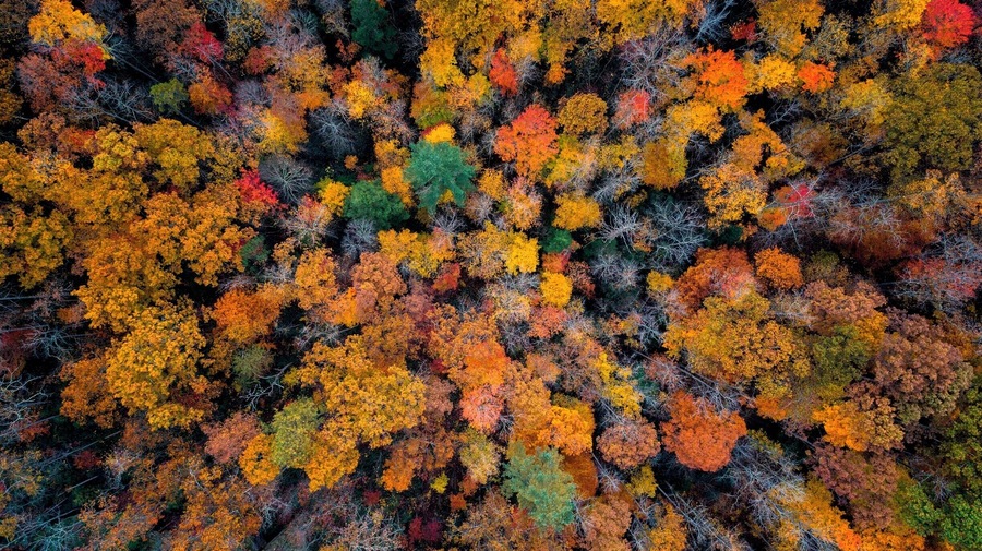 This was taken by first hiking partly to Gray's Arch. There is an offshoot trail, Rough Trail, that leads you out ot a beautiful vista looking north through the Gorge. I pulled out my drone and got a shot straight down because the trees were just exploding with color.