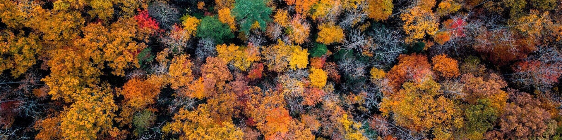 This was taken by first hiking partly to Gray's Arch. There is an offshoot trail, Rough Trail, that leads you out ot a beautiful vista looking north through the Gorge. I pulled out my drone and got a shot straight down because the trees were just exploding with color.