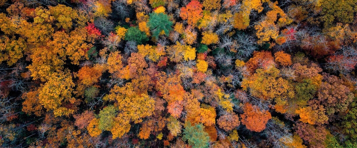 This was taken by first hiking partly to Gray's Arch. There is an offshoot trail, Rough Trail, that leads you out ot a beautiful vista looking north through the Gorge. I pulled out my drone and got a shot straight down because the trees were just exploding with color.
