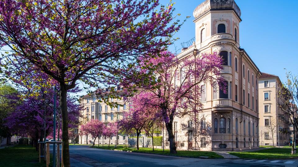 flowering trees in a public park and old architecture in Turin (Piedmont), Italy.