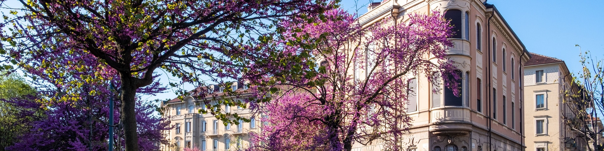 flowering trees in a public park and old architecture in Turin (Piedmont), Italy.