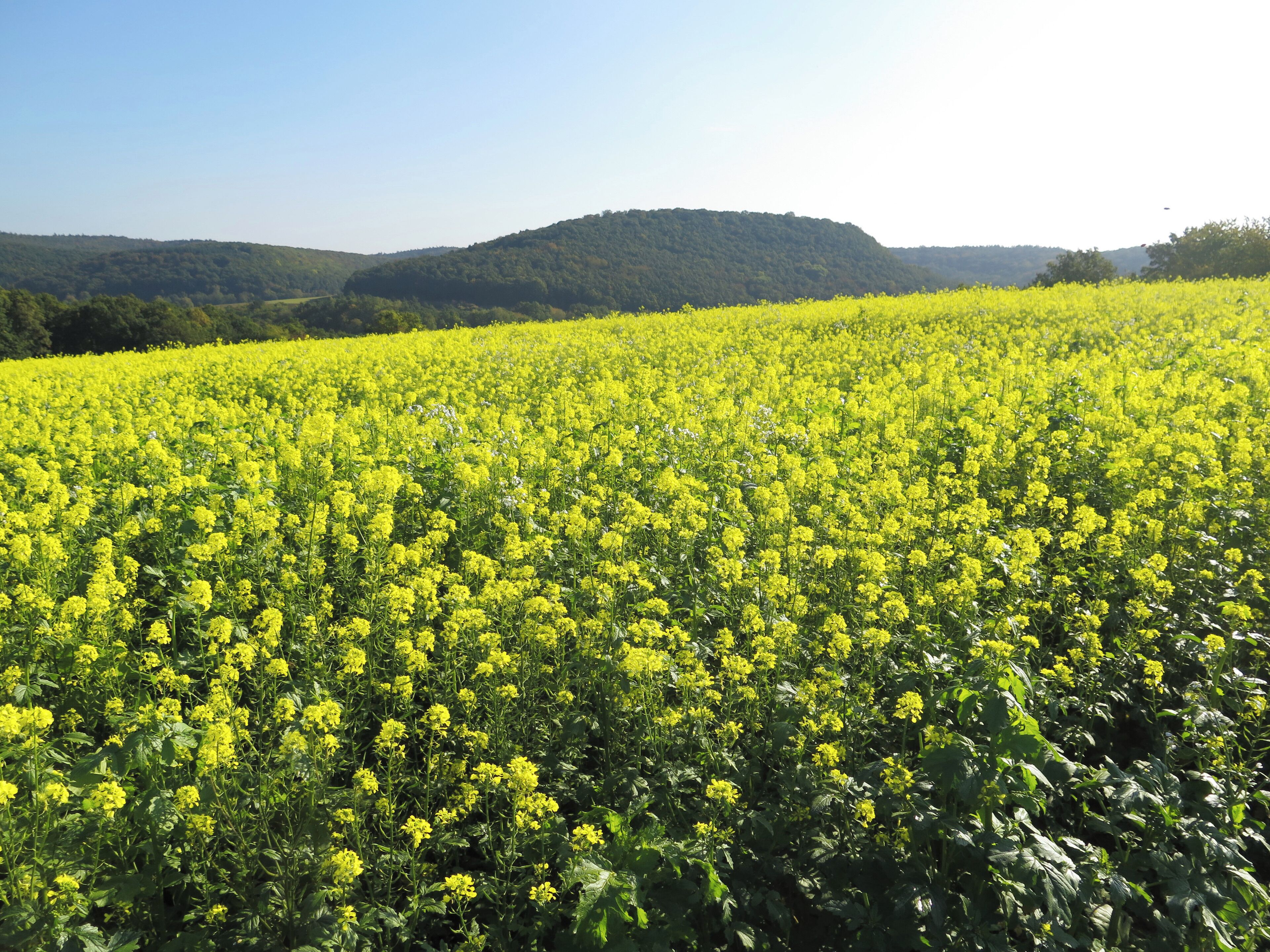 (NSG:BY-NSG-00517.01)_Hohe Wann