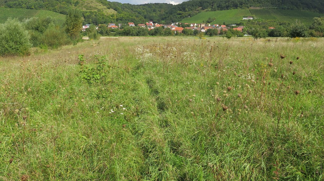 (NSG:BY-NSG-00408.01)_Altmain und Sandmagerrasen bei Limbach