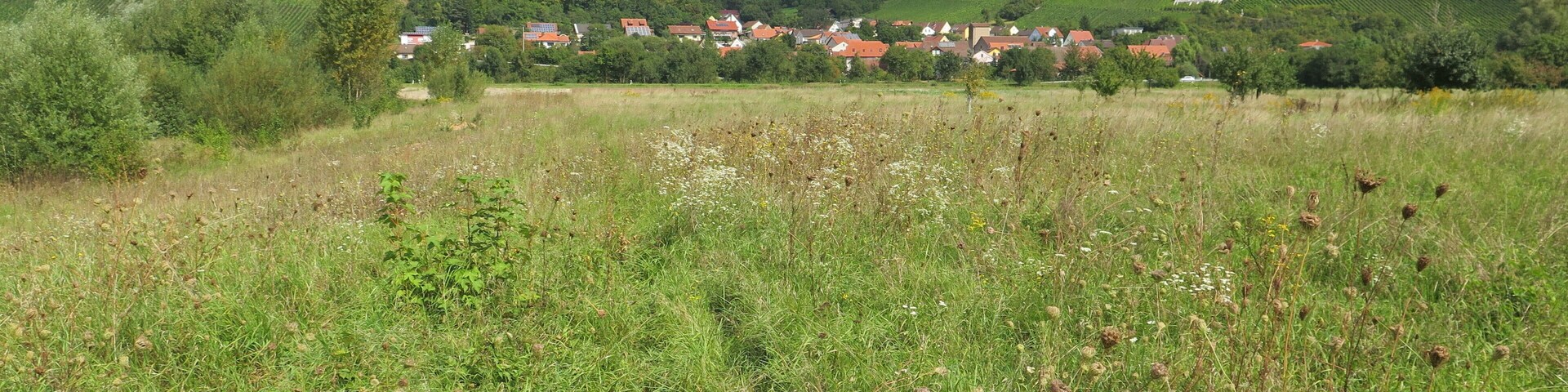 A rural landscape with rolling hills, a field of tall grass, and a cluster of red-roofed houses in the distance.