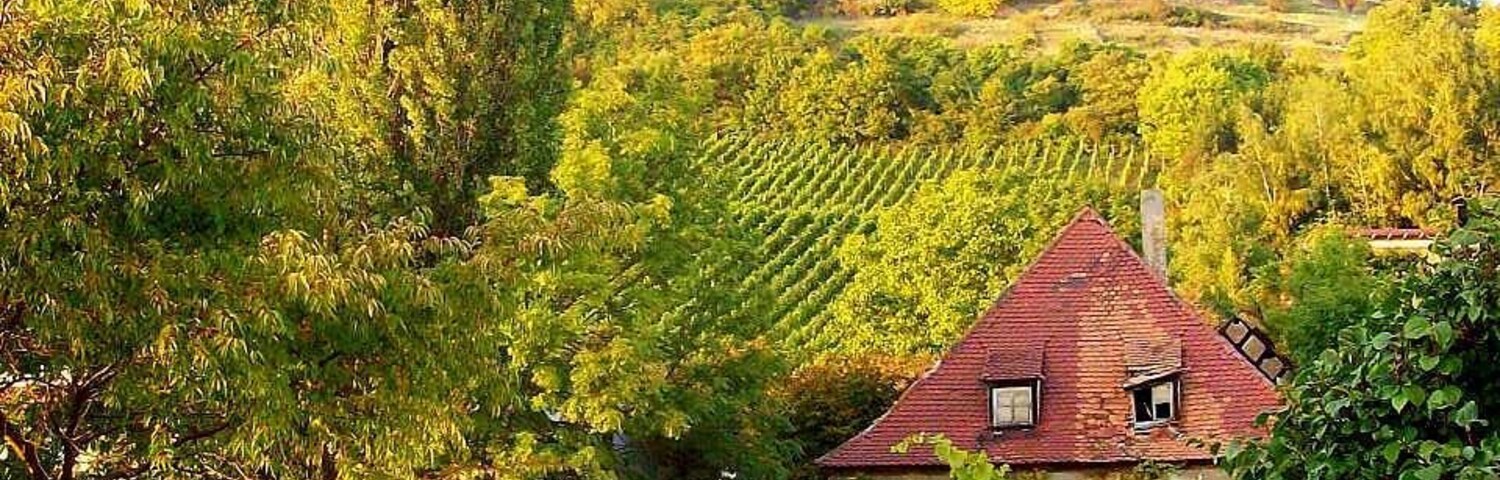 View of the wineyards in Ziegelanger (borough of Zeil am Main