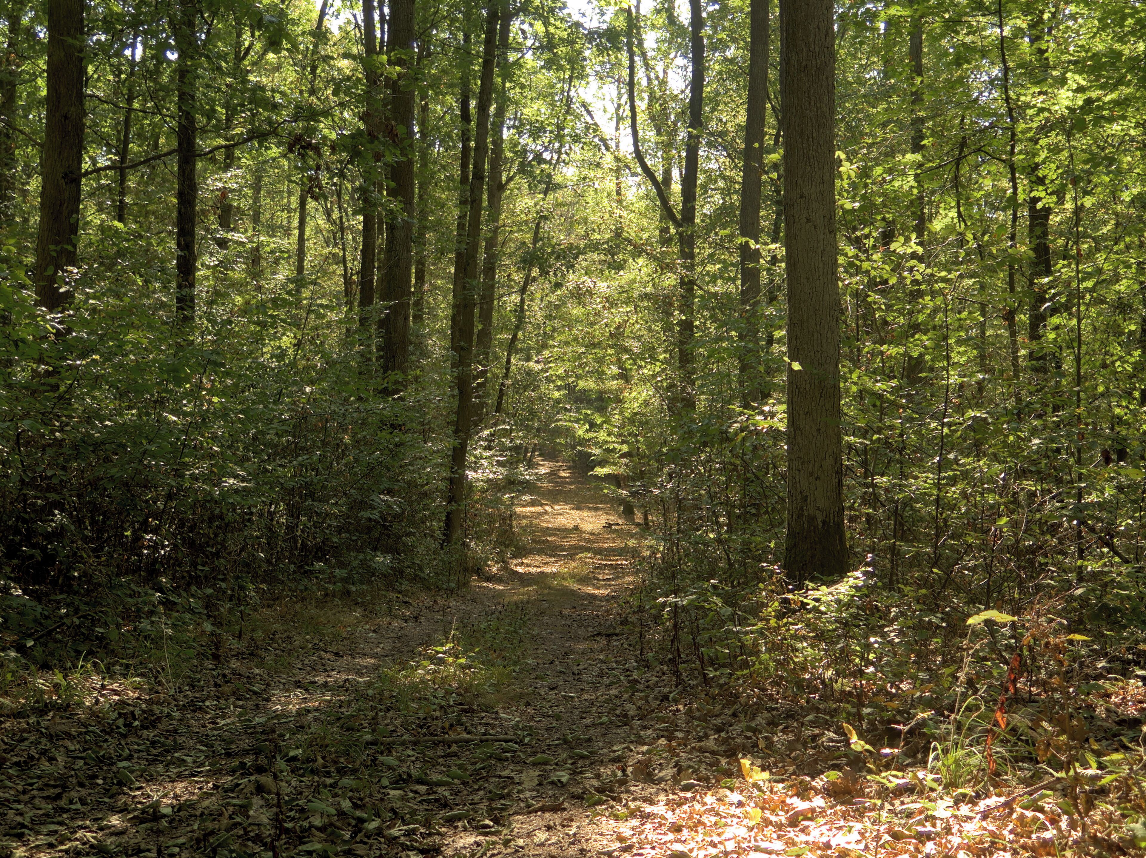 (NSG:BY-NSG-00122.01)_Ebelsberg Waldweg auf dem Ebelsberg
