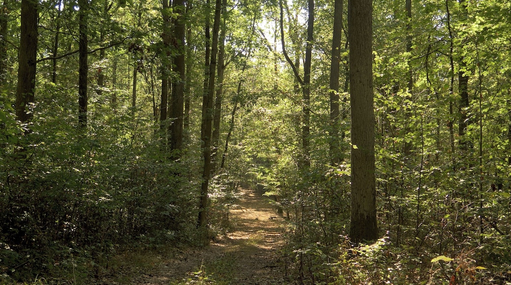 (NSG:BY-NSG-00122.01)_Ebelsberg Waldweg auf dem Ebelsberg