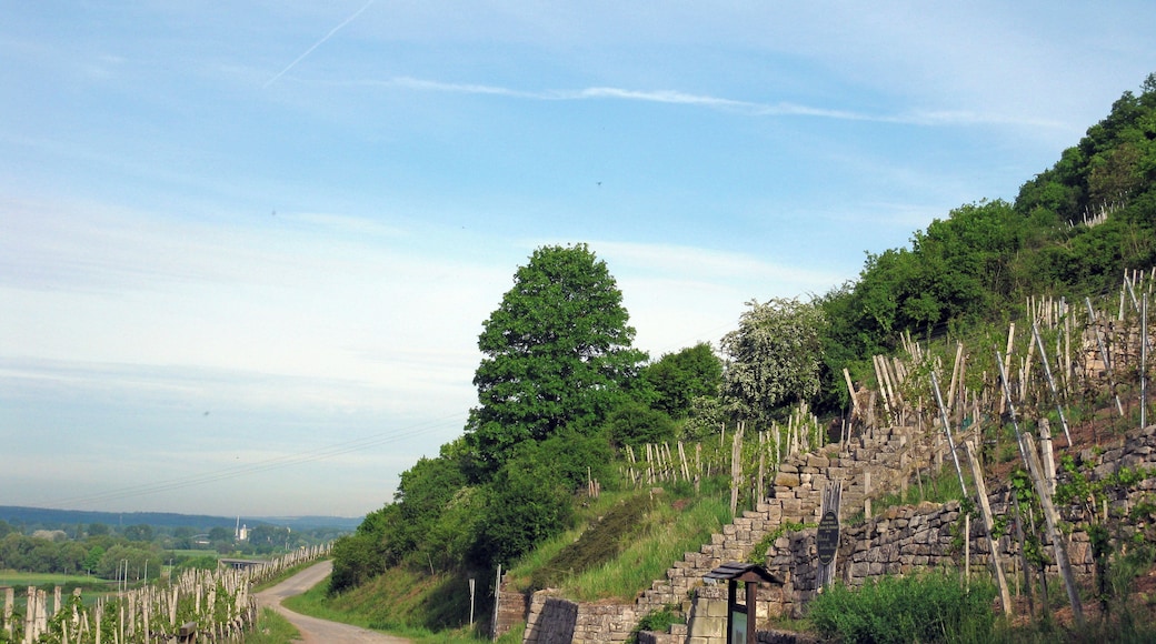 (NSG:BY-NSG-00289.01)_Pfaffenberg Auf dem Pfaffenberg (Blick Richtung Westen)
