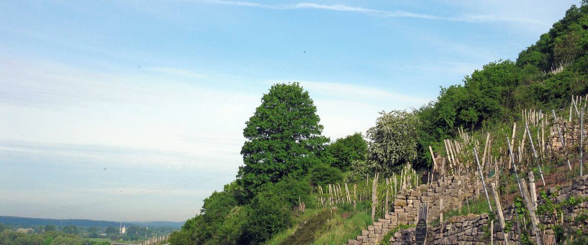 A rural road winding through a vineyard with stone walls and wooden trellises.