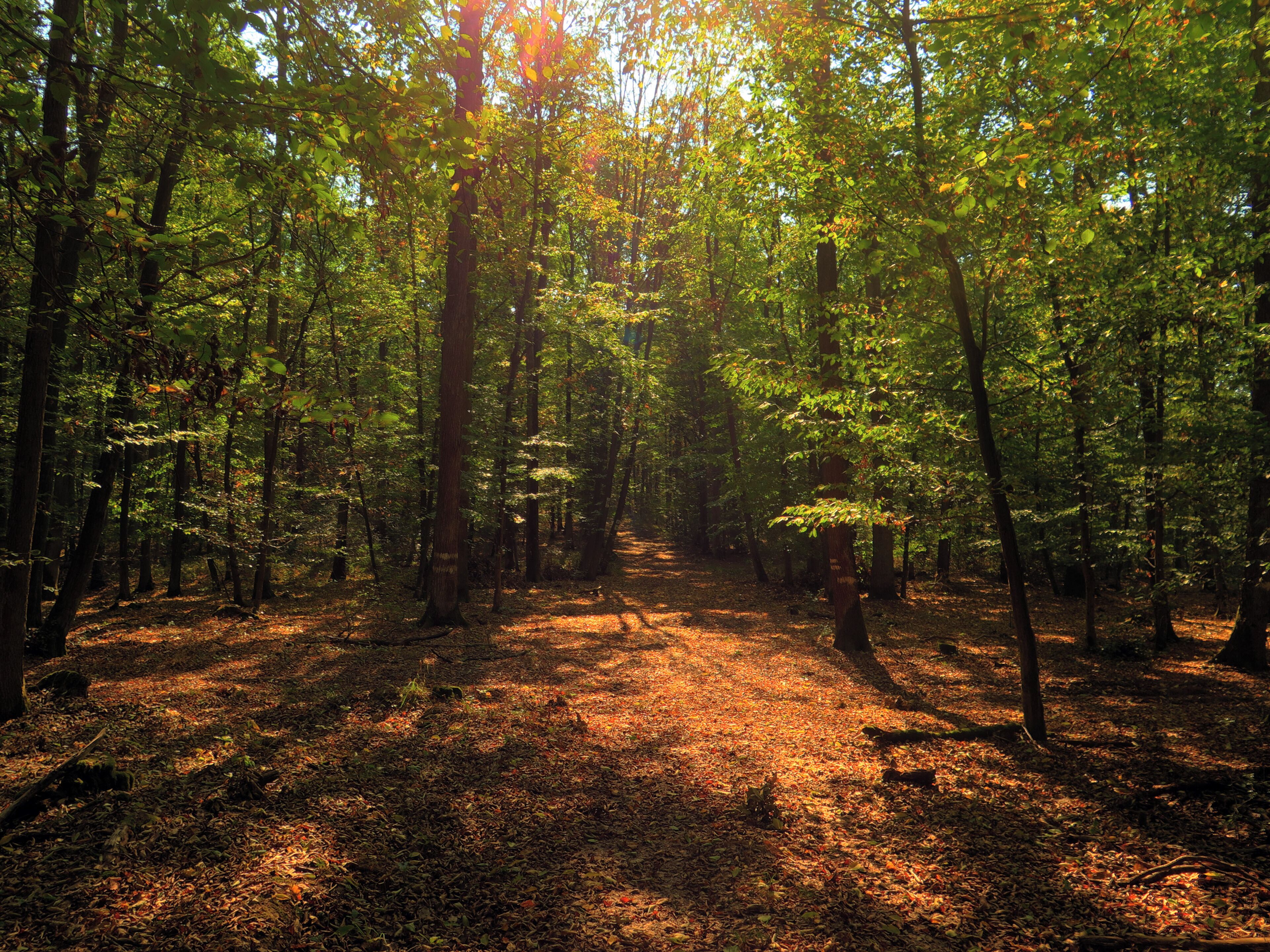 (NSG:BY-NSG-00122.01)_Ebelsberg