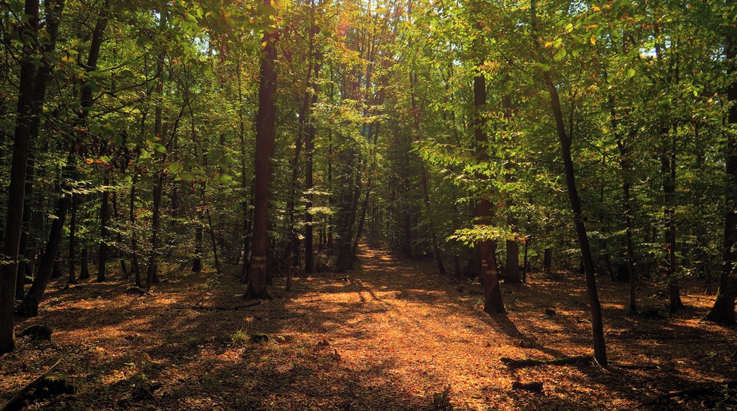 (NSG:BY-NSG-00122.01)_Ebelsberg