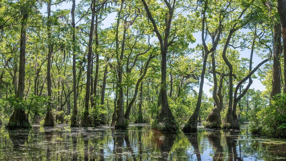 Merchant's Millpond State Park in northeastern North Carolina in late May. Dominant trees are water tupelo (Nyssa aquatica) and baldcypress (Taxodium distichum).