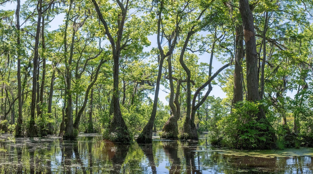 Merchant's Millpond State Park in northeastern North Carolina in late May. Dominant trees are water tupelo (Nyssa aquatica) and baldcypress (Taxodium distichum).