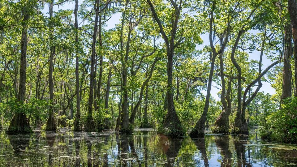 A swampy forest with tall trees and water reflecting the greenery.