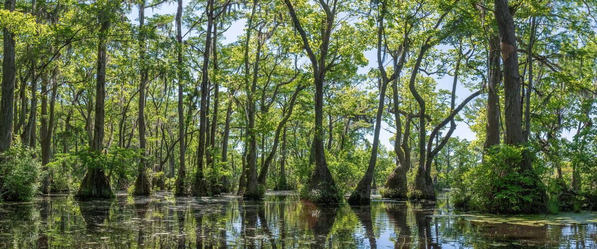 A swampy forest with tall trees and water reflecting the greenery.