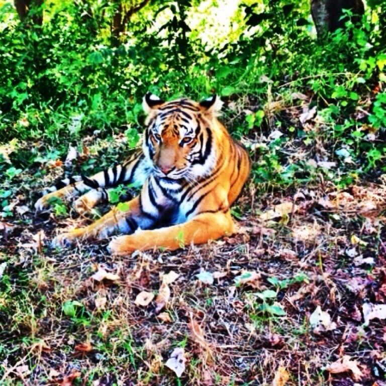 Meet my new found friend Dao.. 