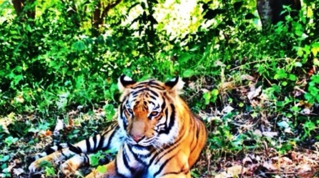 Meet my new found friend Dao..