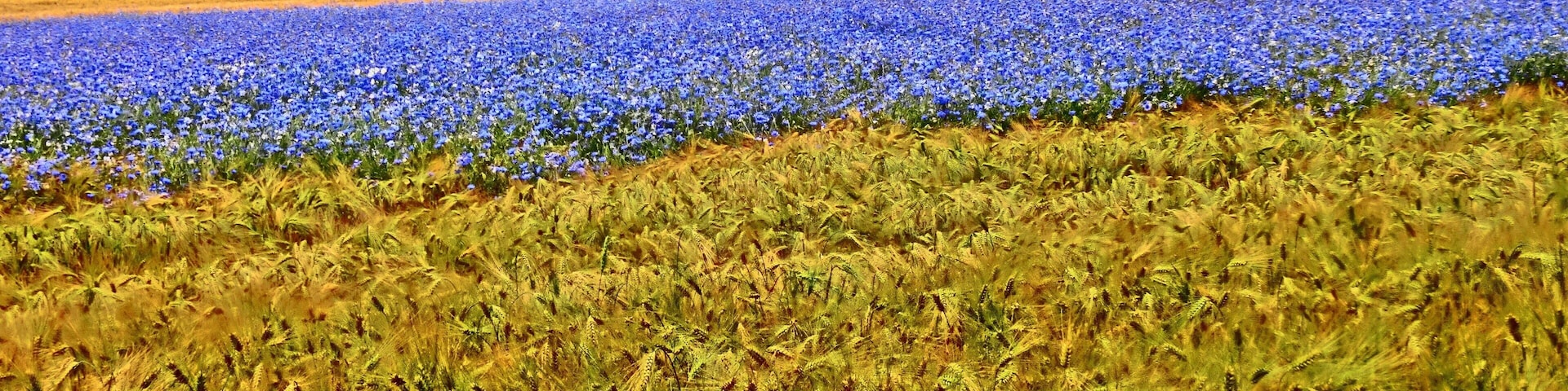 Sophienberg (HDR-Art)