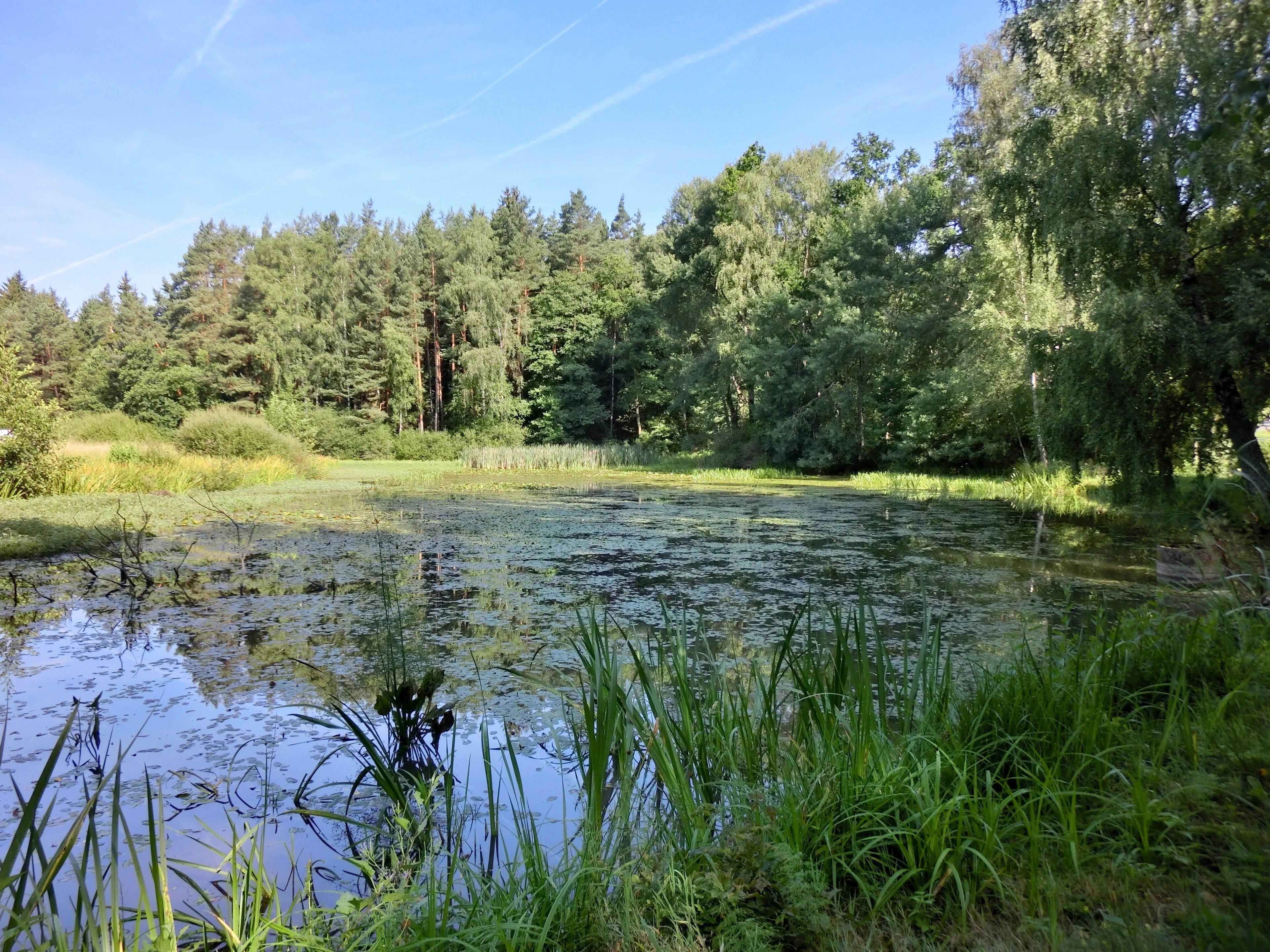 Kälberlohweiher