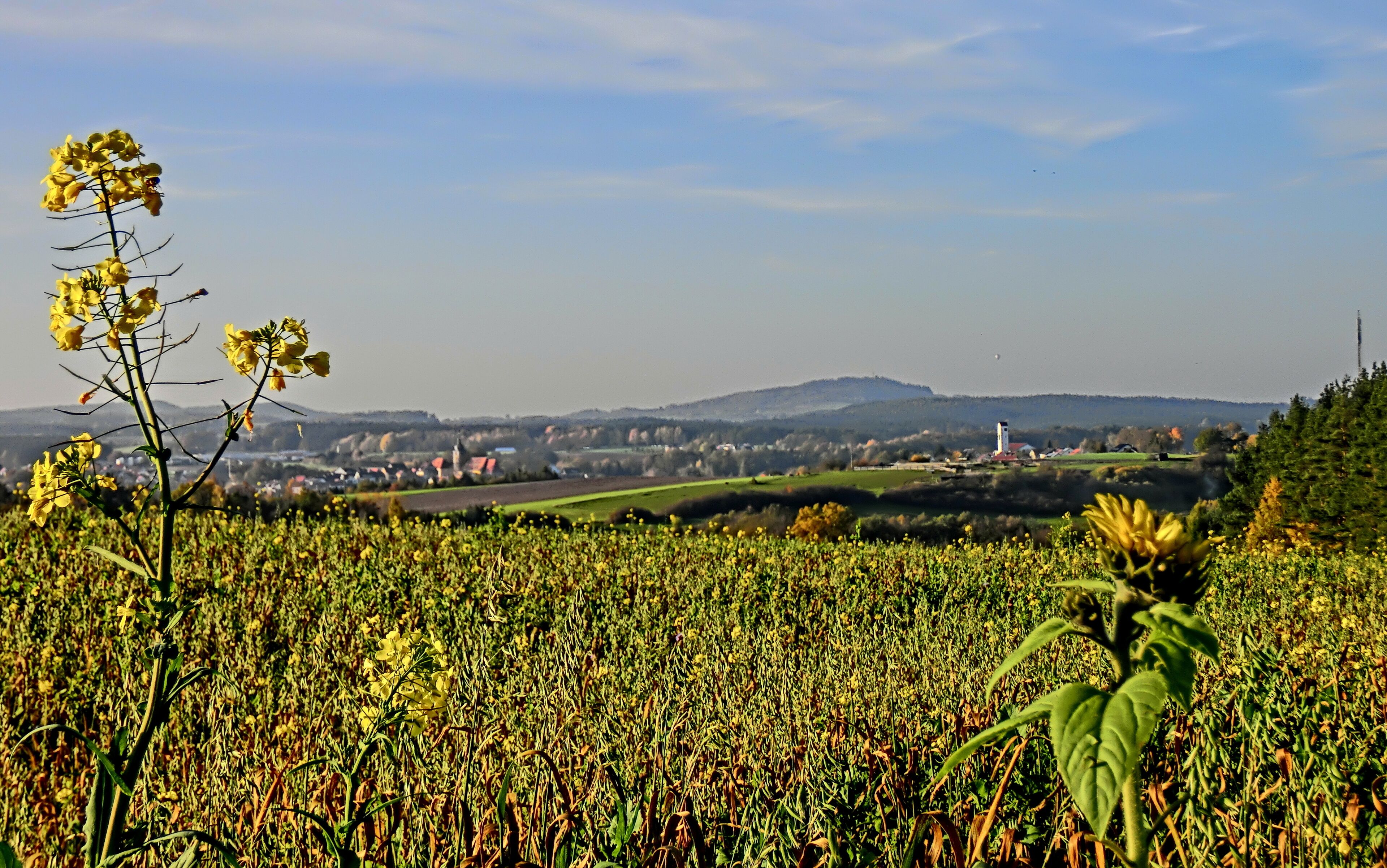 A field of yellow flowers with a distant view of a town and a hill.