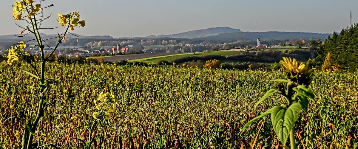 A field of yellow flowers with a distant view of a town and a hill.