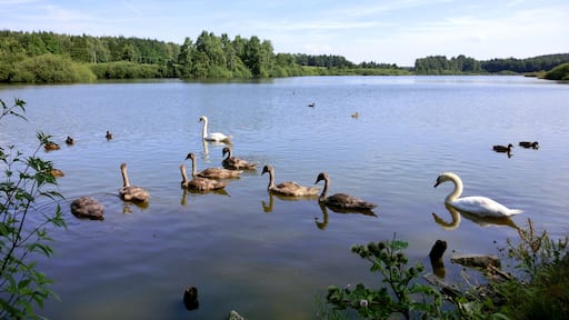 NSG Craimoosweiher 1