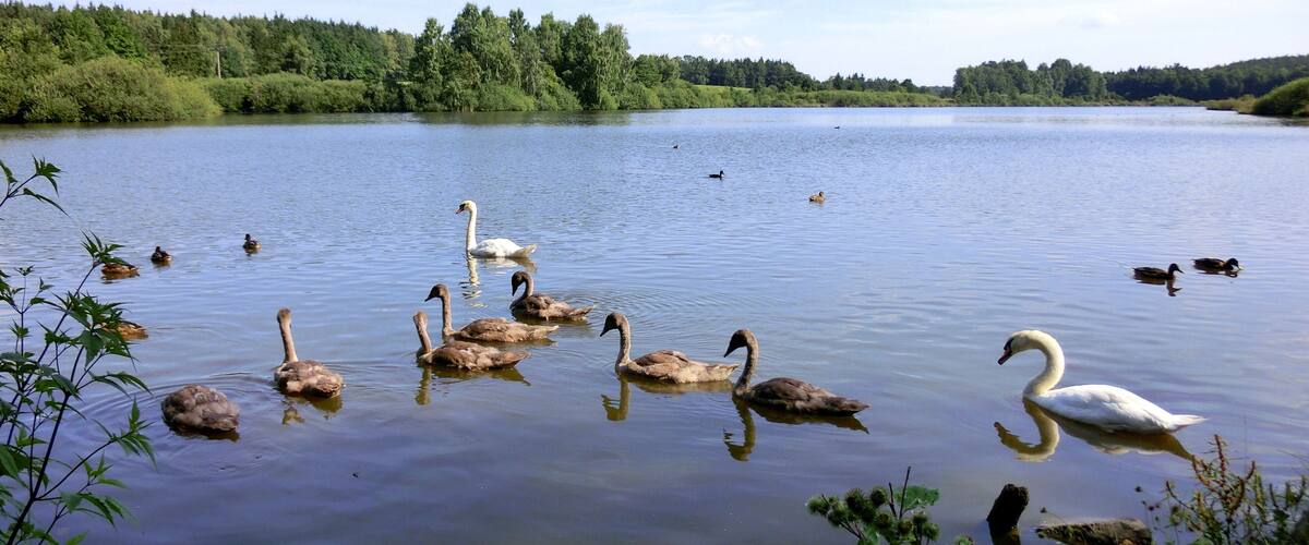 A lake with swans and ducks, surrounded by greenery and trees.